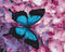 Malen nach Zahlen Der Schmetterling auf Blumen (BS21627)