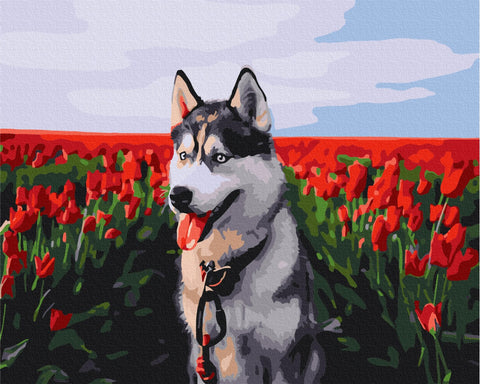 Malen nach Zahlen Husky in einem Tulpenfeld (BS30983)