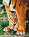 Malen nach Zahlen Junger Tiger in mächtigen Pfoten (BS29947)