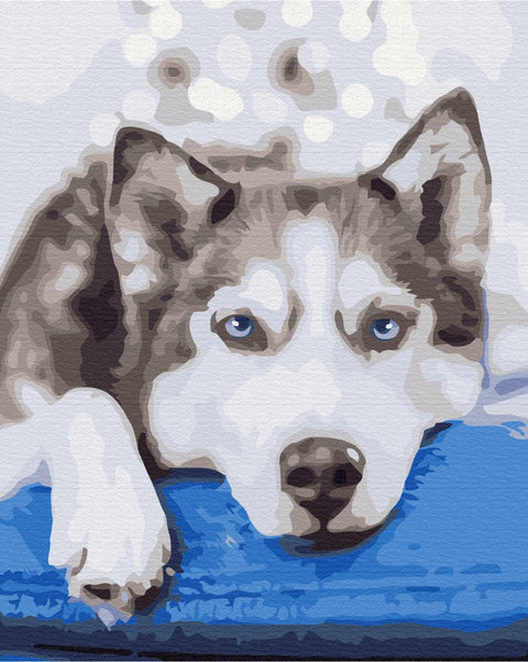 Malen nach Zahlen Husky wartet (BS51895)
