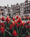 Malen nach Zahlen Tulpen von Amsterdam (BS34169)