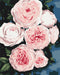 Malen nach Zahlen Die Knospen von üppigen Rosen (BS40586)
