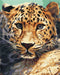 Malen nach Zahlen Porträt eines Leoparden (BS51736)