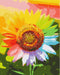 Malen nach Zahlen Regenbogen-Sonnenblume (BS225)