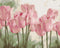 Malen nach Zahlen Zarte Tulpen (BS53322)