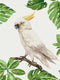 Malen nach Zahlen Weißer Kakadu (RBS1004)